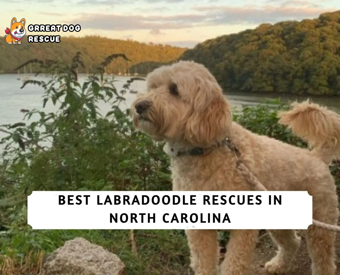 Best Labradoodle Rescues in North Carolina!