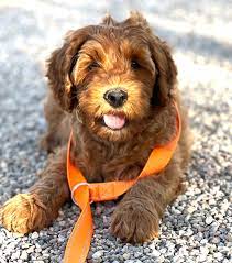 What should I consider before Adopting a Labradoodle