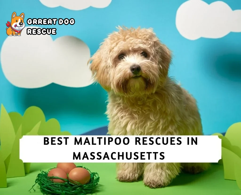 Best Maltipoo Rescues in Massachusetts