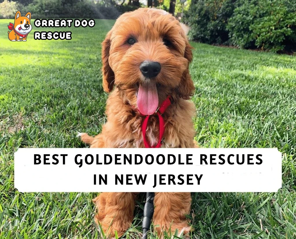 Best Goldendoodle Rescues in New Jersey