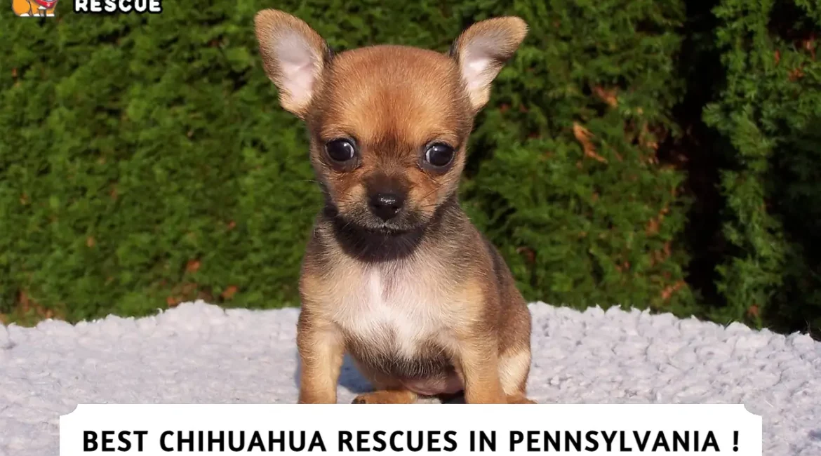 Best Chihuahua Rescues in Pennsylvania