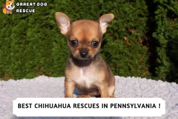 Best Chihuahua Rescues in Pennsylvania