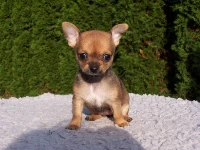 Chihuahua Rescues For Adoptions in Pennsylvania