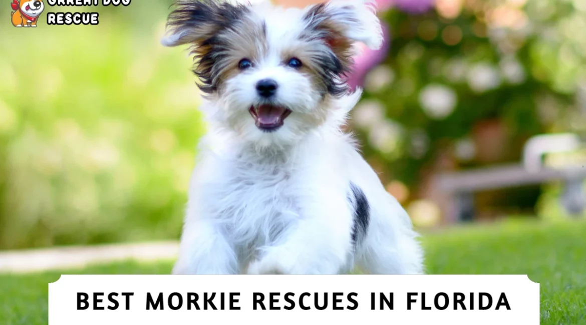 Best Morkie Rescues in Florida