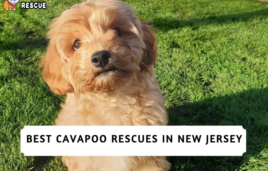 Best Cavapoo Rescues in New Jersey