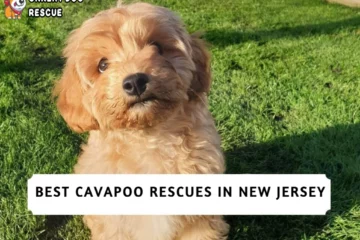 Best Cavapoo Rescues in New Jersey