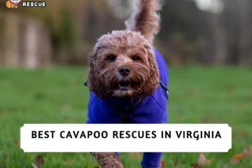 Best Cavapoo Rescues in Virginia