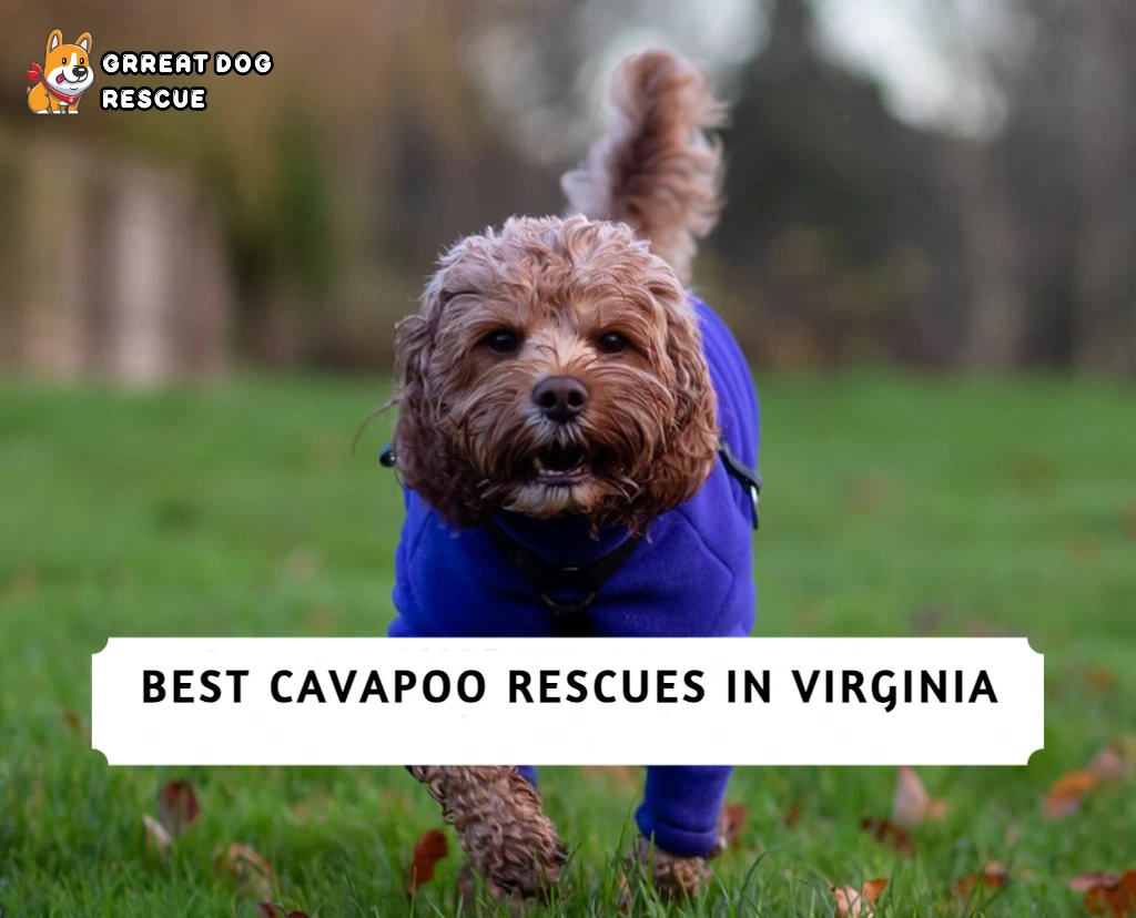 Best Cavapoo Rescues in Virginia