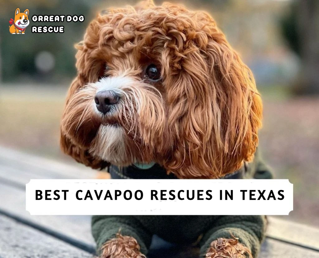 Best Cavapoo Rescues in Texas