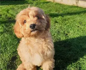 Cavapoo Rescues for Adoptions in New Jersey