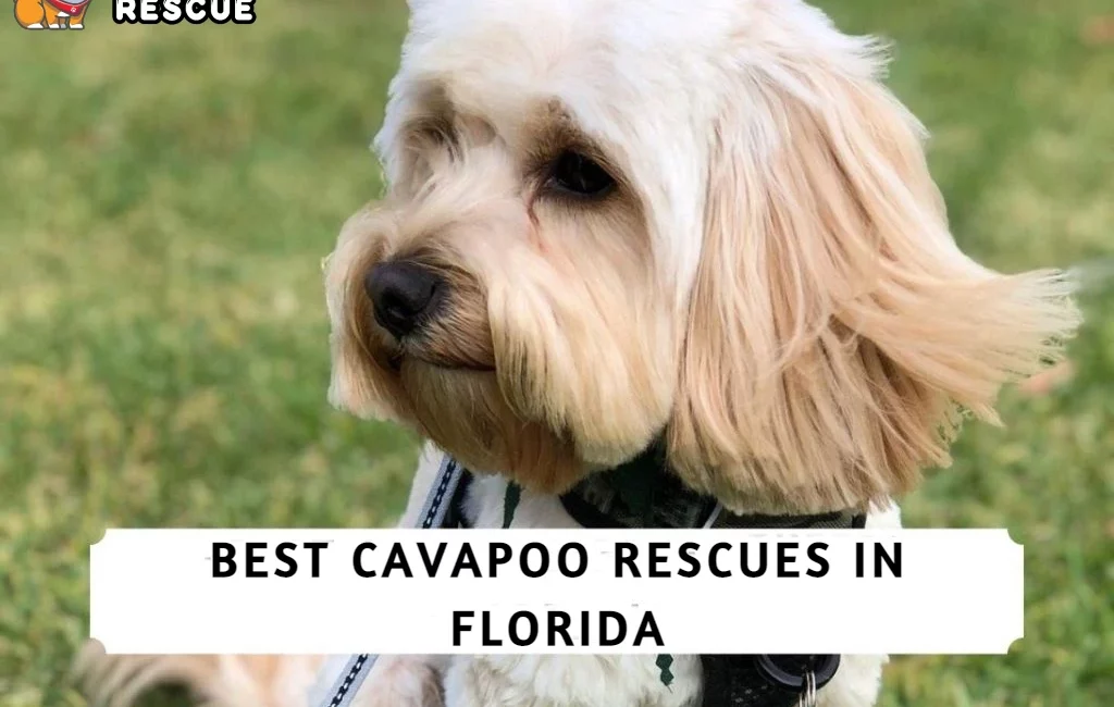 Best Cavapoo Rescues in Florida