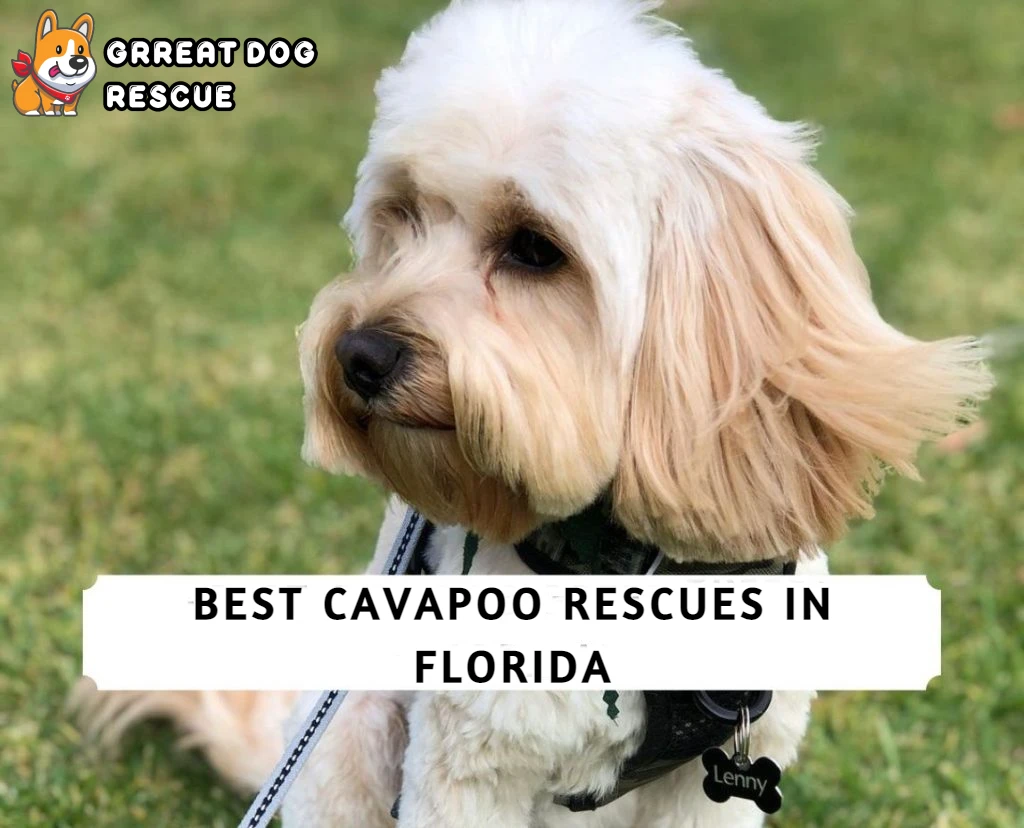 Best Cavapoo Rescues in Florida
