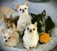 Dizzy Chihuahua Rescue