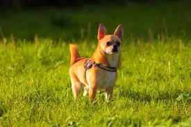 FAQ'S For Chihuahuas Rescues in Virginia