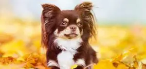FAQ's For Chihuahua Rescues in Florida