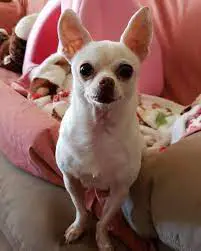 Lily's Chihuahua Rescue UK