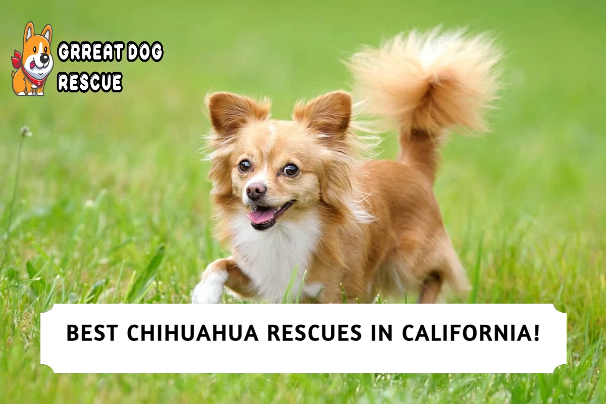 Best Chihuahua Rescues in California