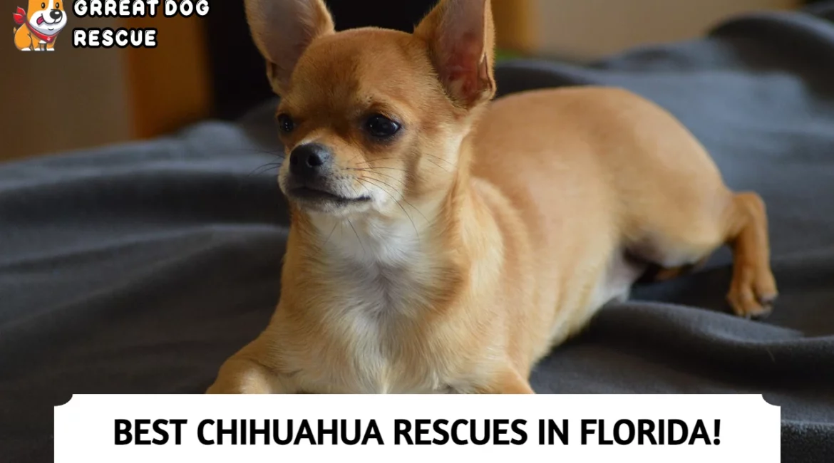 Best Chihuahua Rescues in Florida