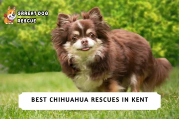 Best Chihuahua Rescues in Kent