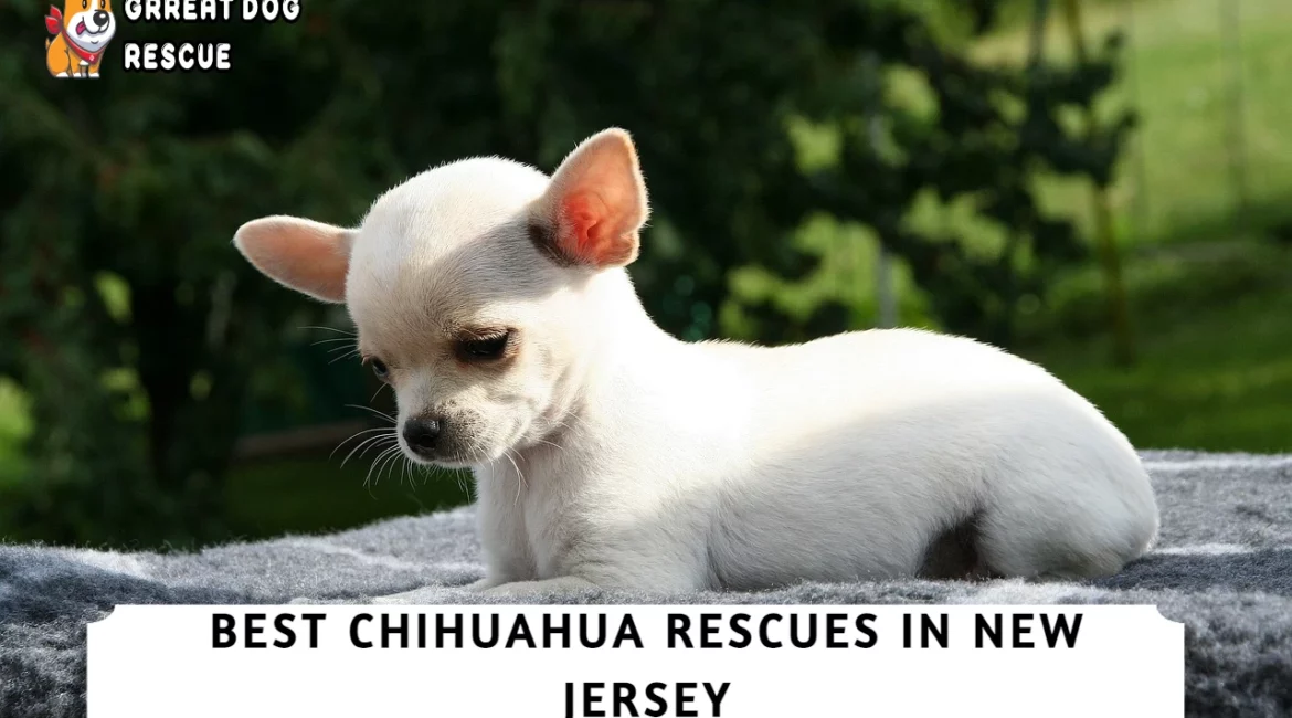 Best Chihuahua Rescues in New Jersey