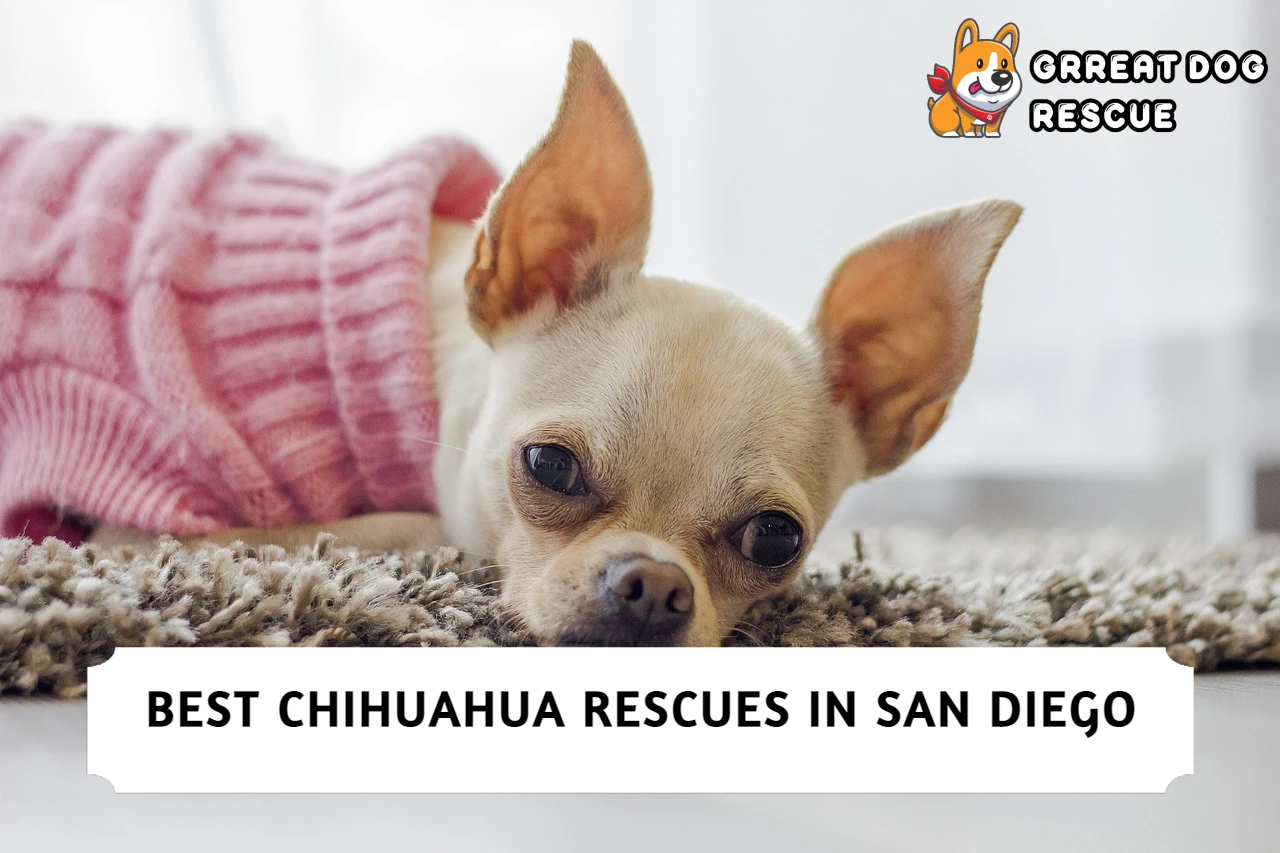 Best Chihuahua Rescues in San Diego