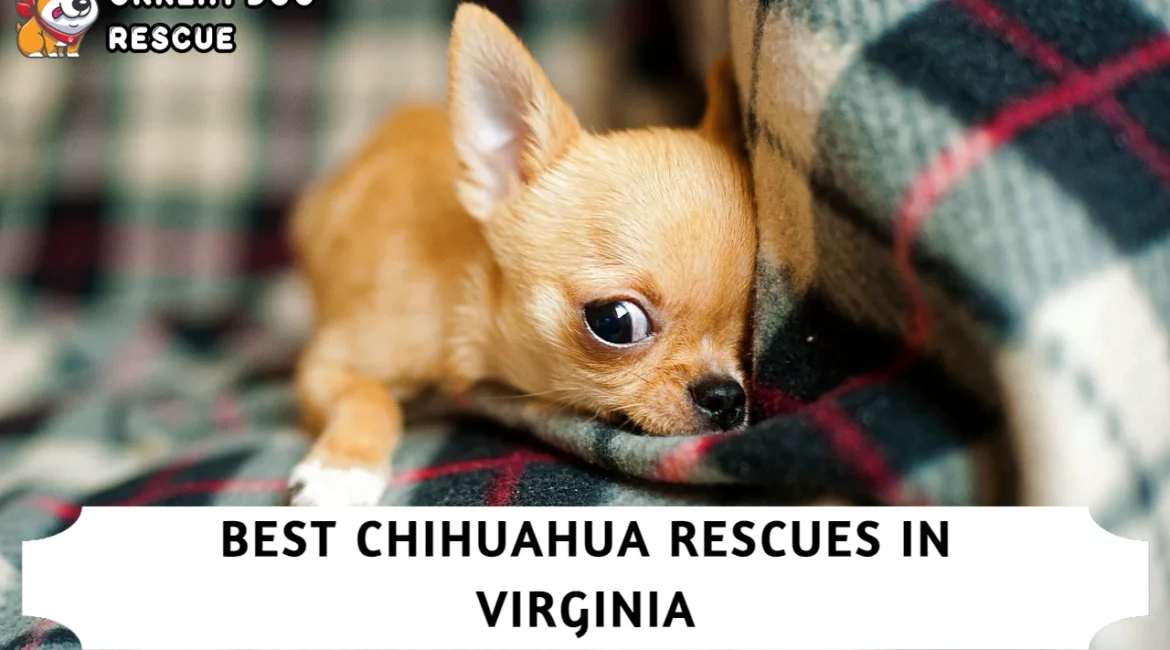 Best Chihuahua Rescues in Virginia