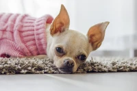 Chihuahua Rescues for Adoptions in San Diego