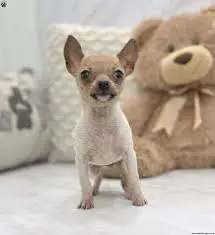 How To Choose Chihuahua Rescues in New Jersey