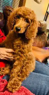 5 Best Poodle Rescues In Texas 2024