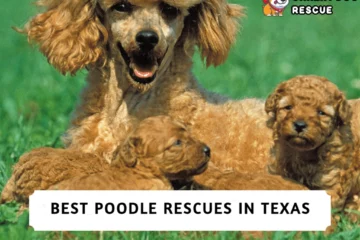Best Poodle Rescues in Texas