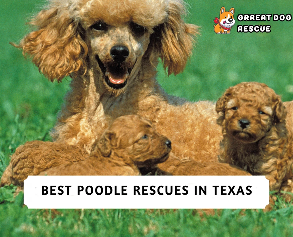 Best Poodle Rescues in Texas