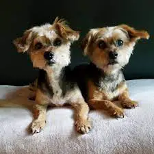 Save a Yorkie Rescue