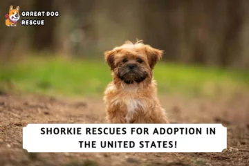 Best Shorkie Rescues for Adoption in the U.S