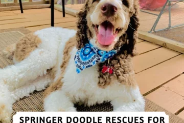 Best Springerdoodle Rescues for Adoption in U.S