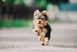 Best Yorkie Poo Rescues for Adoption in the U.S