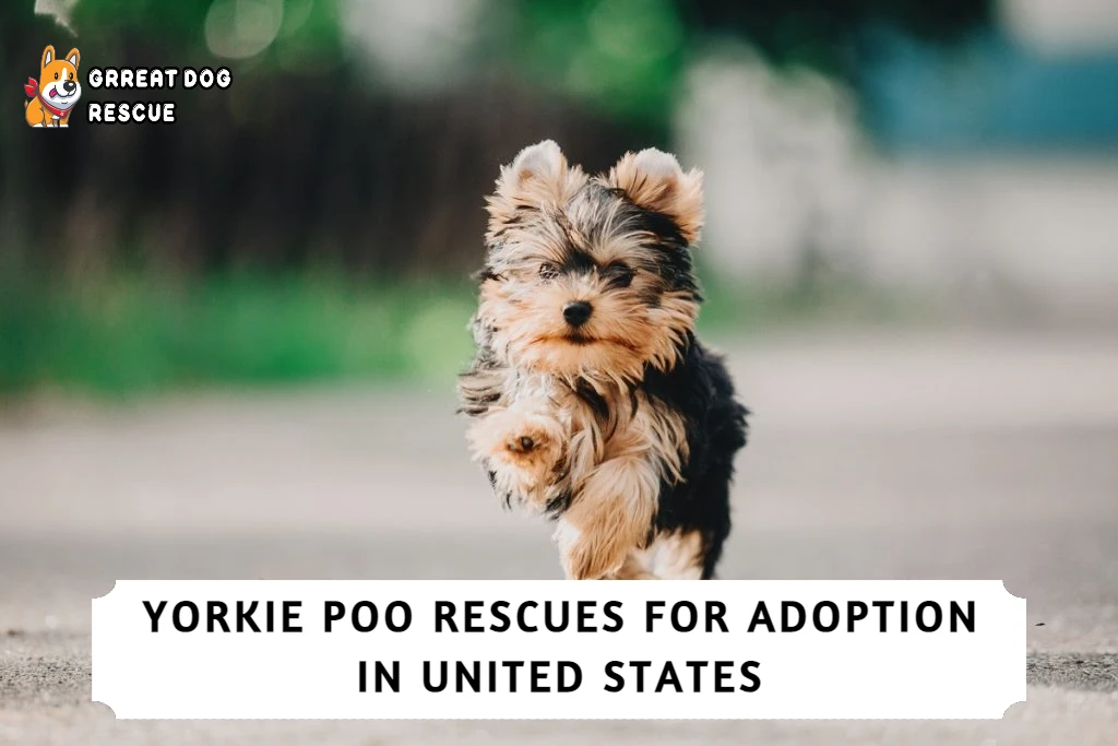 Best Yorkie Poo Rescues in the U.S