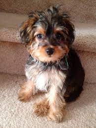Faq’s for Yorkie Poo Rescues in the U.S:
