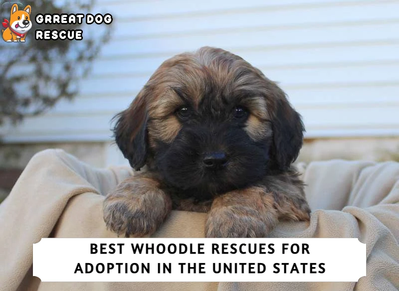 Best Whoodle Rescues