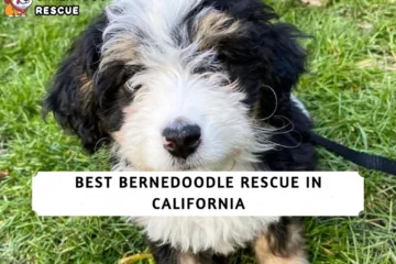 Best Bernedoodle Rescue in California