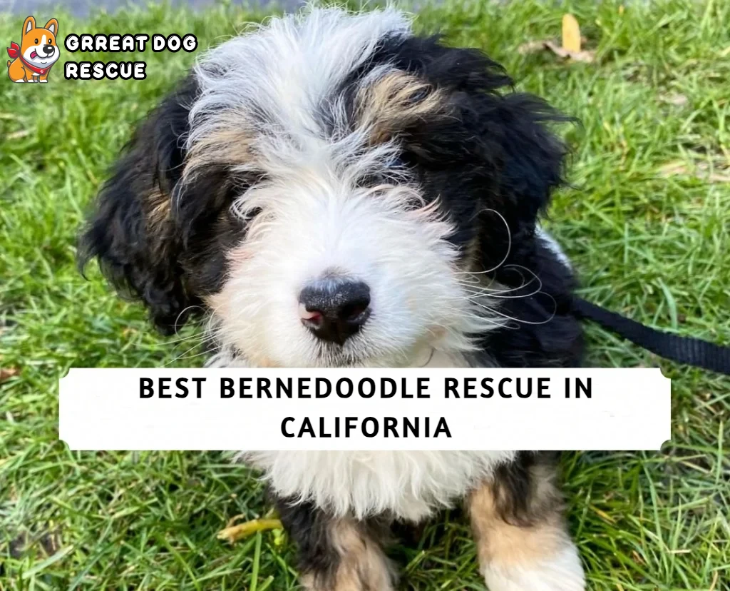Best Bernedoodle Rescue in California
