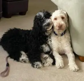 Bernedoodle Rescue For Adoptions in Illinois