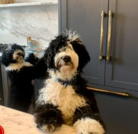 Bernedoodle rescue for adoptions in nj
