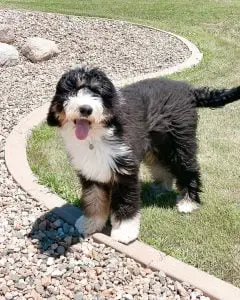 Bernedoodle Rescue for adoptions in Ohio