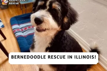 Best Bernedoodle Rescue in Illinois