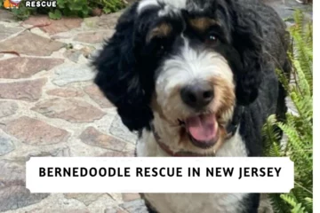 Best Bernedoodle Rescue in New Jersey