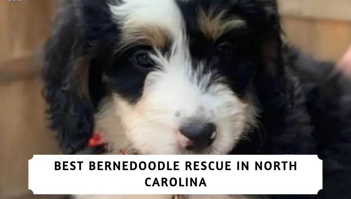 Best Bernedoodle Rescue in North Carolina
