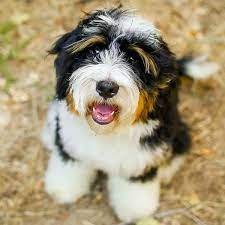 Faqs For Bernedoodle Rescue in California