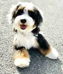 How to Choose Bernedoodle Rescue in Ohio