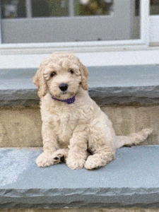 Labradoodle rescues for adoptions in Maryland