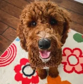 Labradoodle Rescues for Adoptions in North Carolina